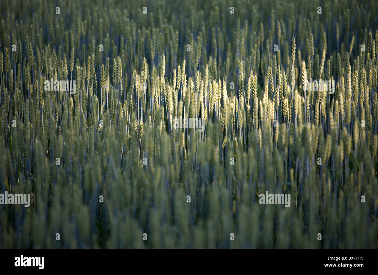 Growing bread wheat ears ( Triticum aestivum ) , Finland Stock Photo