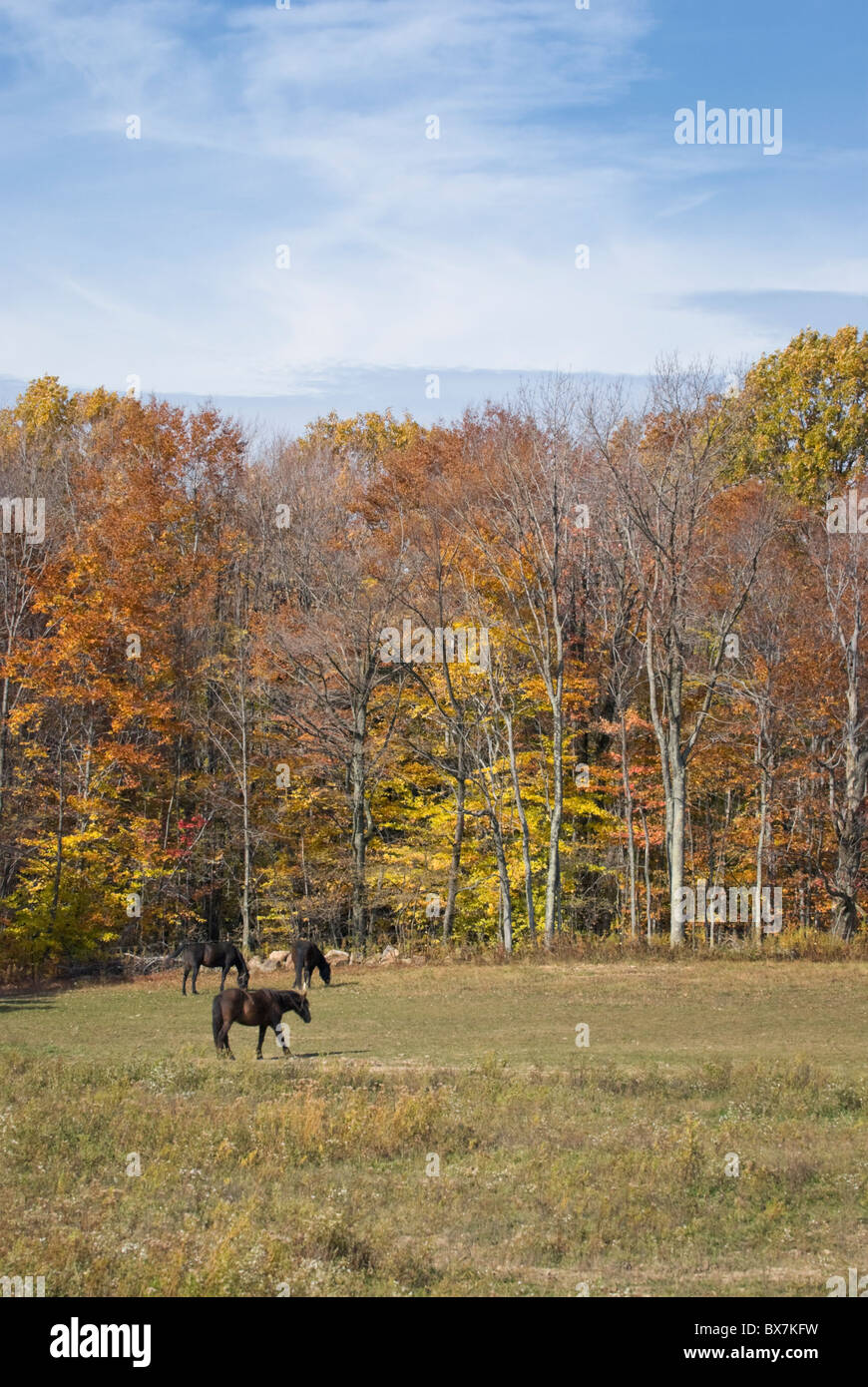 Horses in autumn pasture grazing, beautiful fall farm landscape in Pennsylvania, USA. Stock Photo