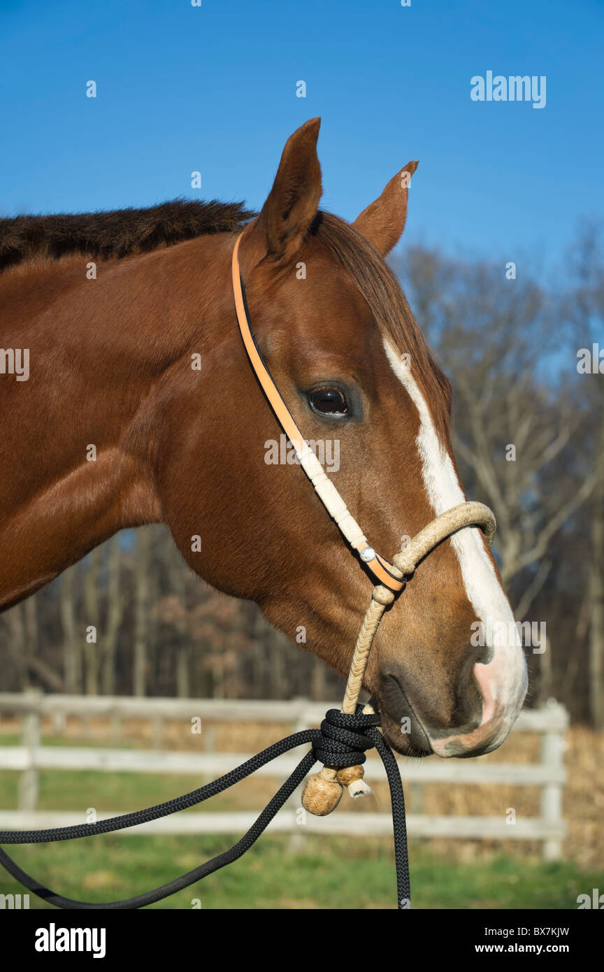 https://c8.alamy.com/comp/BX7KJW/horse-wearing-new-bosal-hackamore-bit-less-tack-alternative-to-traditional-BX7KJW.jpg