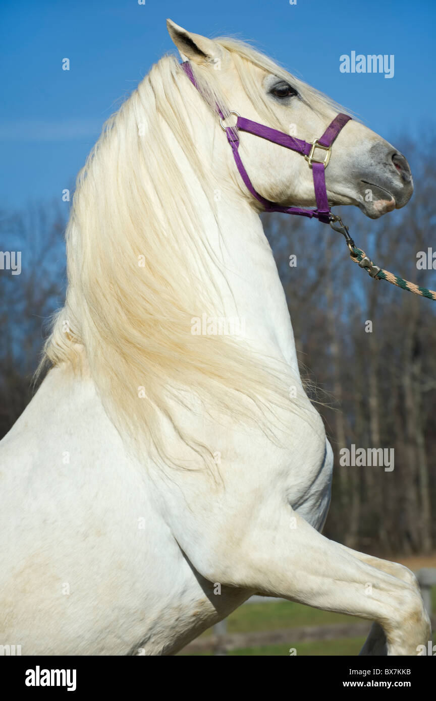 White Arabian Horse Rearing