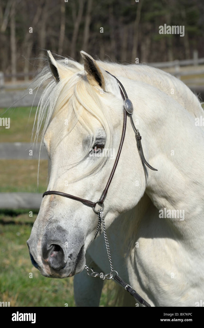 White horse head shot with long flowing forelock hair, Arabian stallion, Pennsylvania, USA. Stock Photo