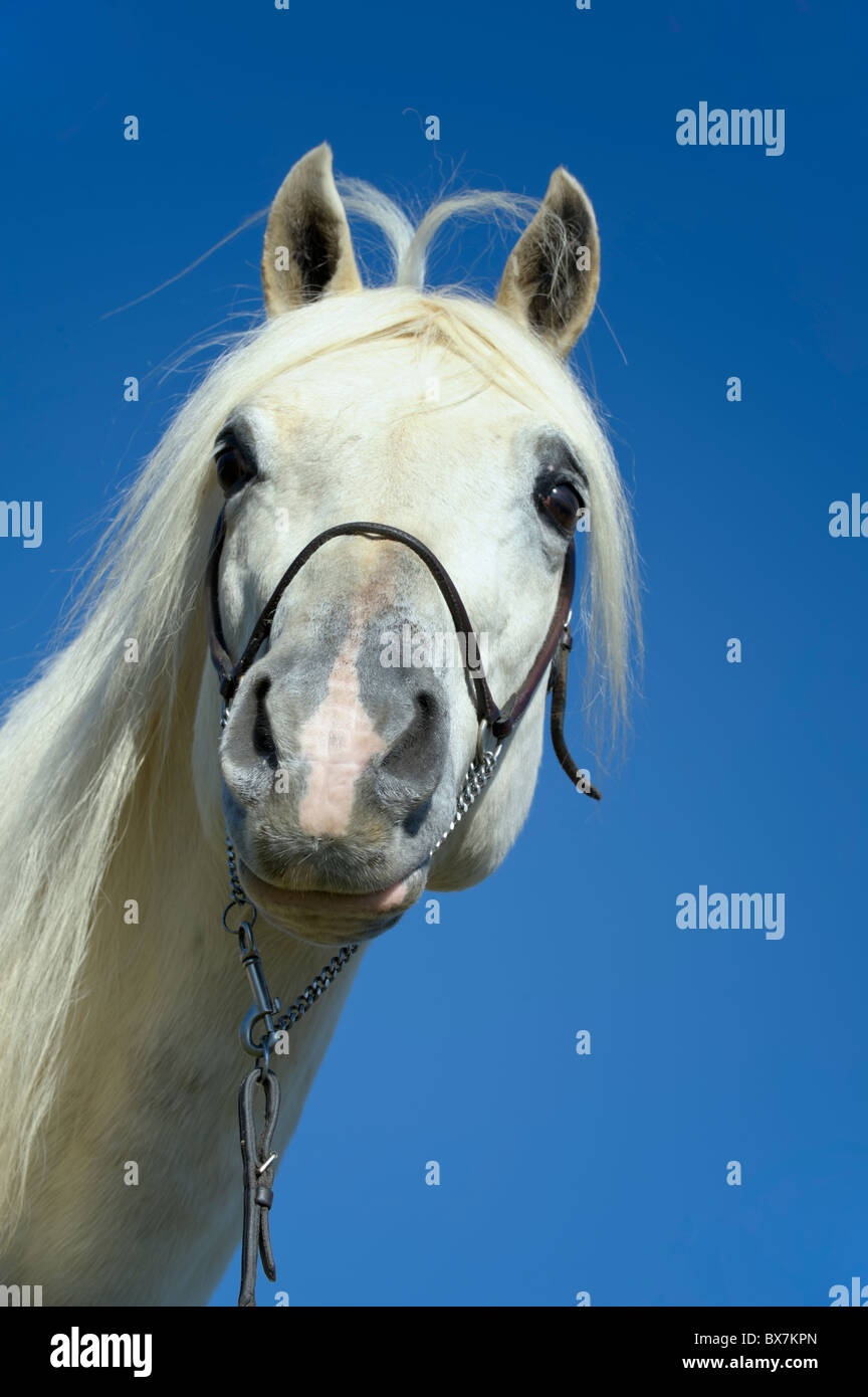 White horse with funny hair style as blown by the wind, unusual silly joke image. Stock Photo