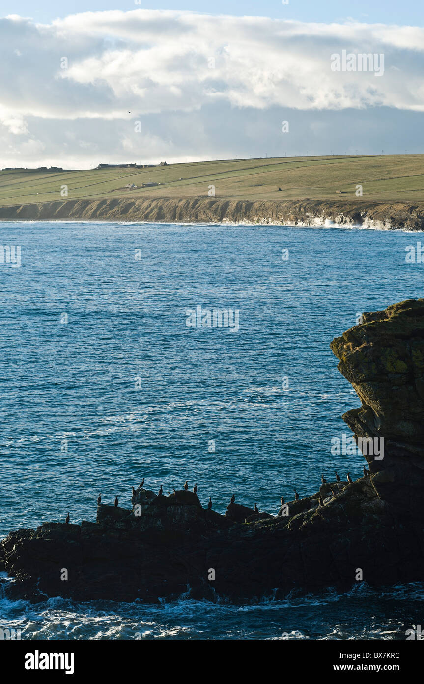 dh Grim Ness SOUTH RONALDSAY ORKNEY Shags perched on rock below seacliff South Ronaldsay east coast Stock Photo