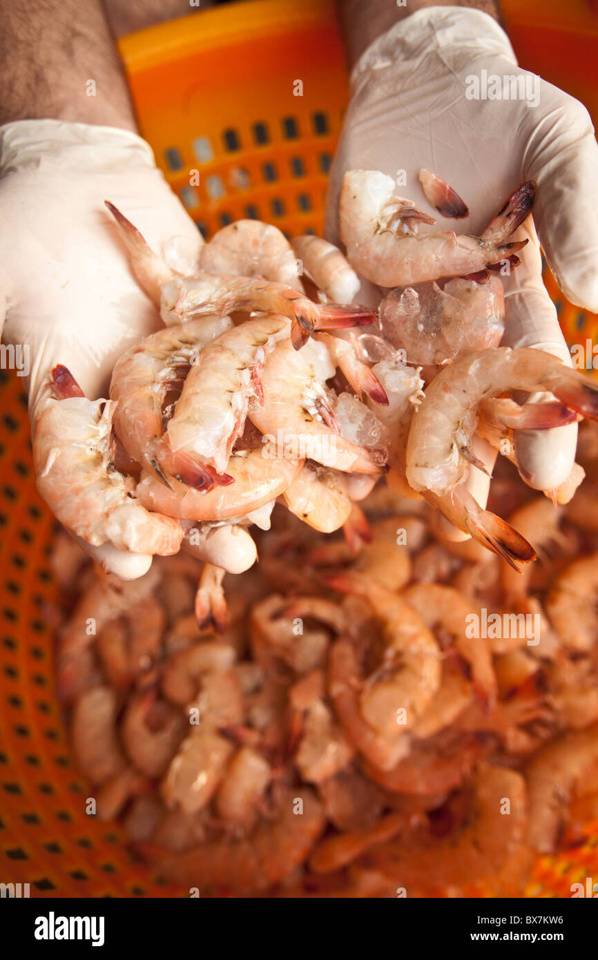 Key West Pinks, a shrimp variety unique to Key West, FL. Stock Photo