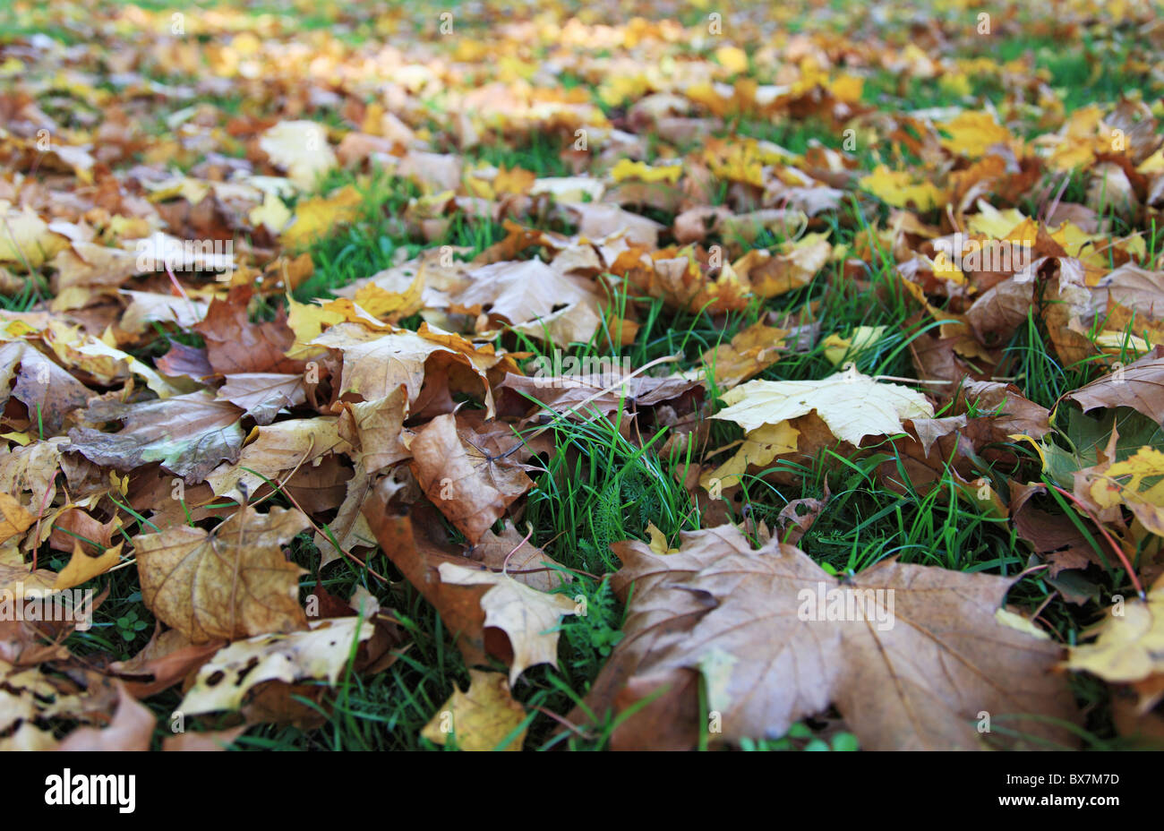 Falling leaves lying on the ground. Stock Photo