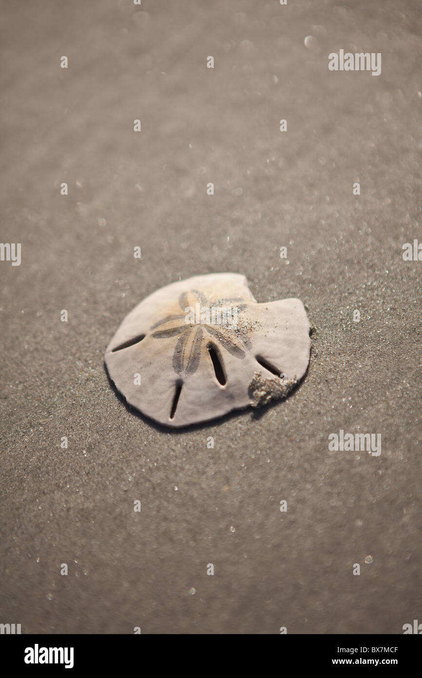 Common sand dollar in the tide of the sand bar in Sullivan's Island, SC. Stock Photo