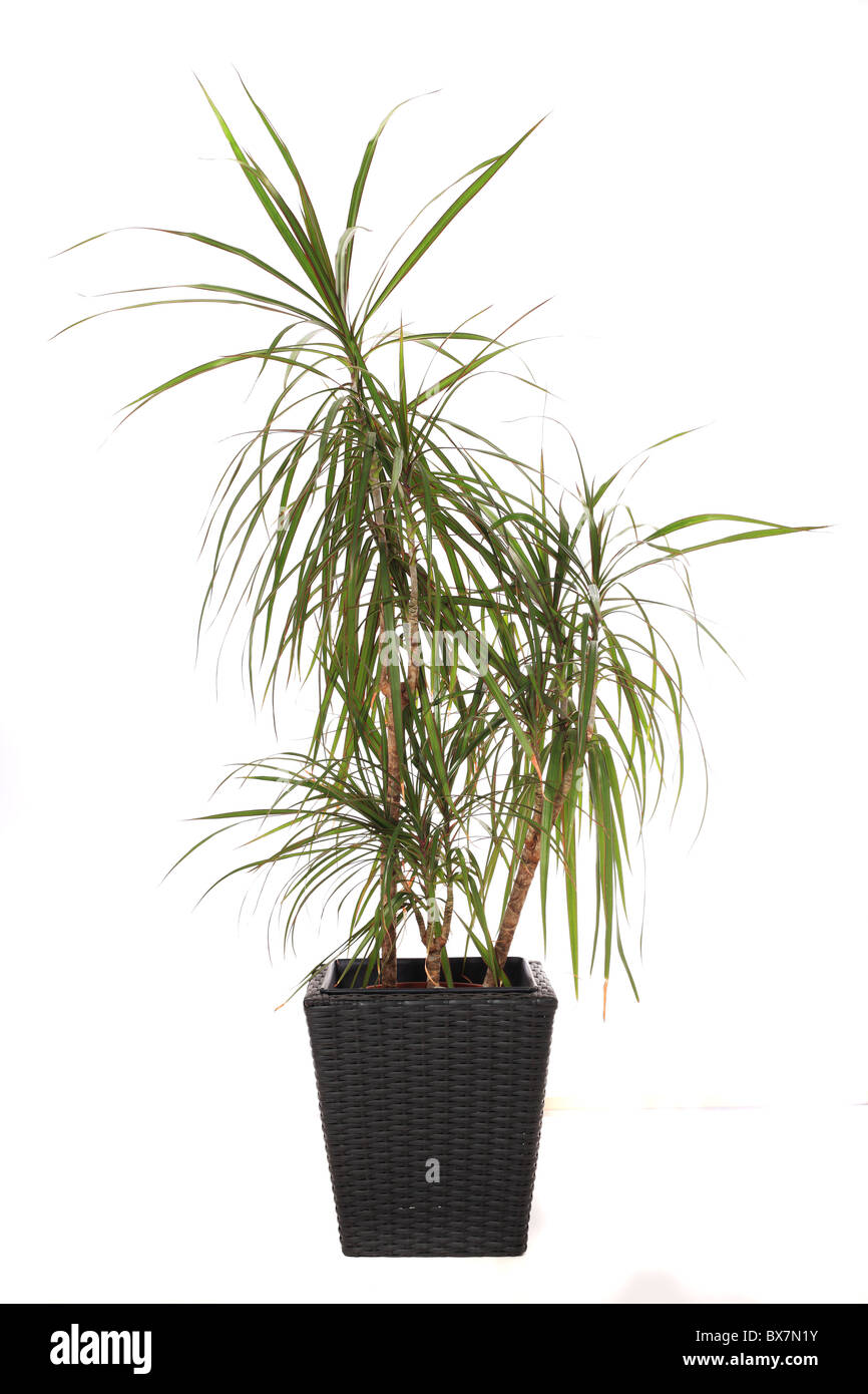 Standard indoor plant dracaena marginata, also called dragon tree. All on white background Stock Photo