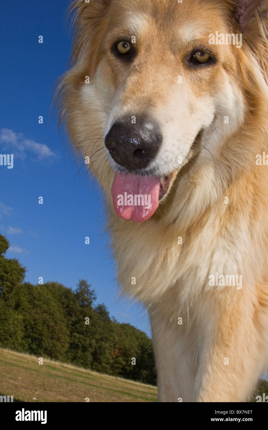 low angle shot of German Shepherd dog looking down Stock Photo