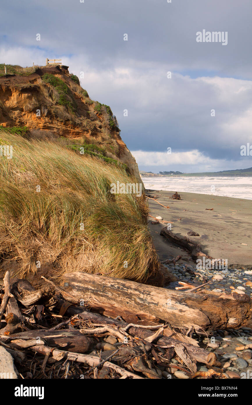 Drift wood washed up on the east coast of New Zealand's South Island Stock Photo