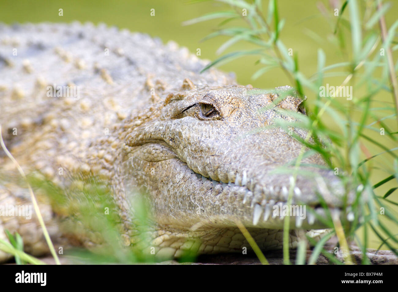Crocodile lying in ambush behind some bushes. Stock Photo