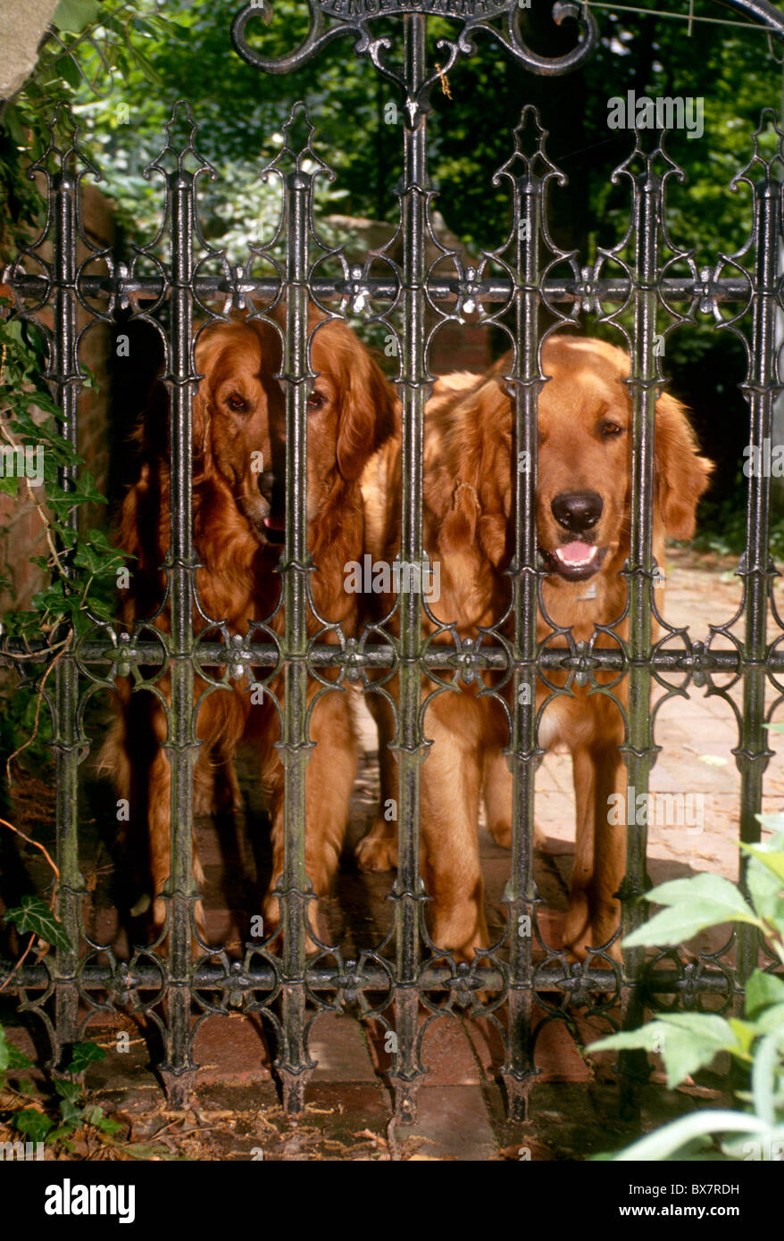 Welcome home - two older Irish Setter dogs greeting newcomers at wrought iron gate to garden Stock Photo