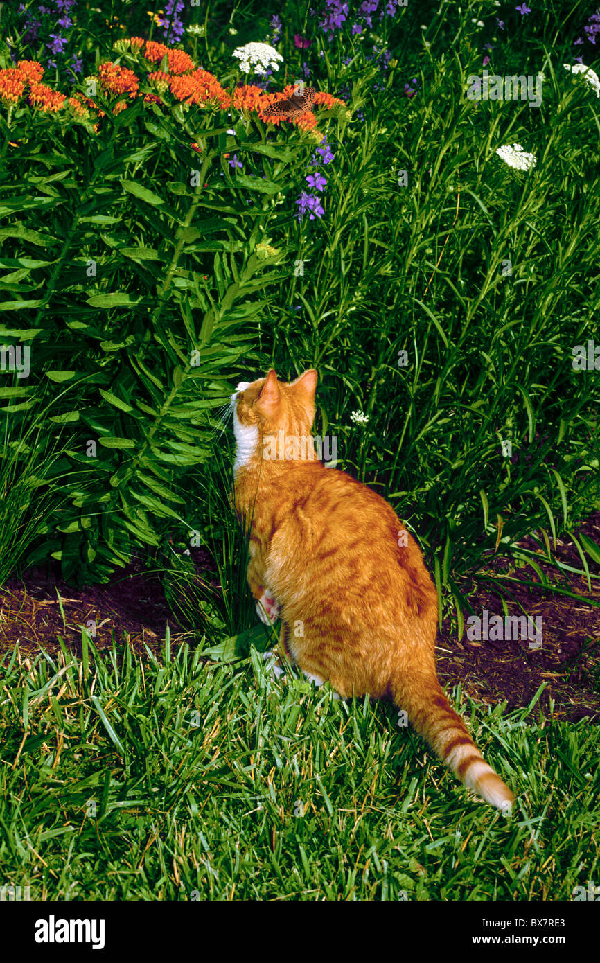 His full attention: Yellow tiger cat poised to spring up at Great Spangled fritillary butterfly sitting on flowers in the garden Stock Photo