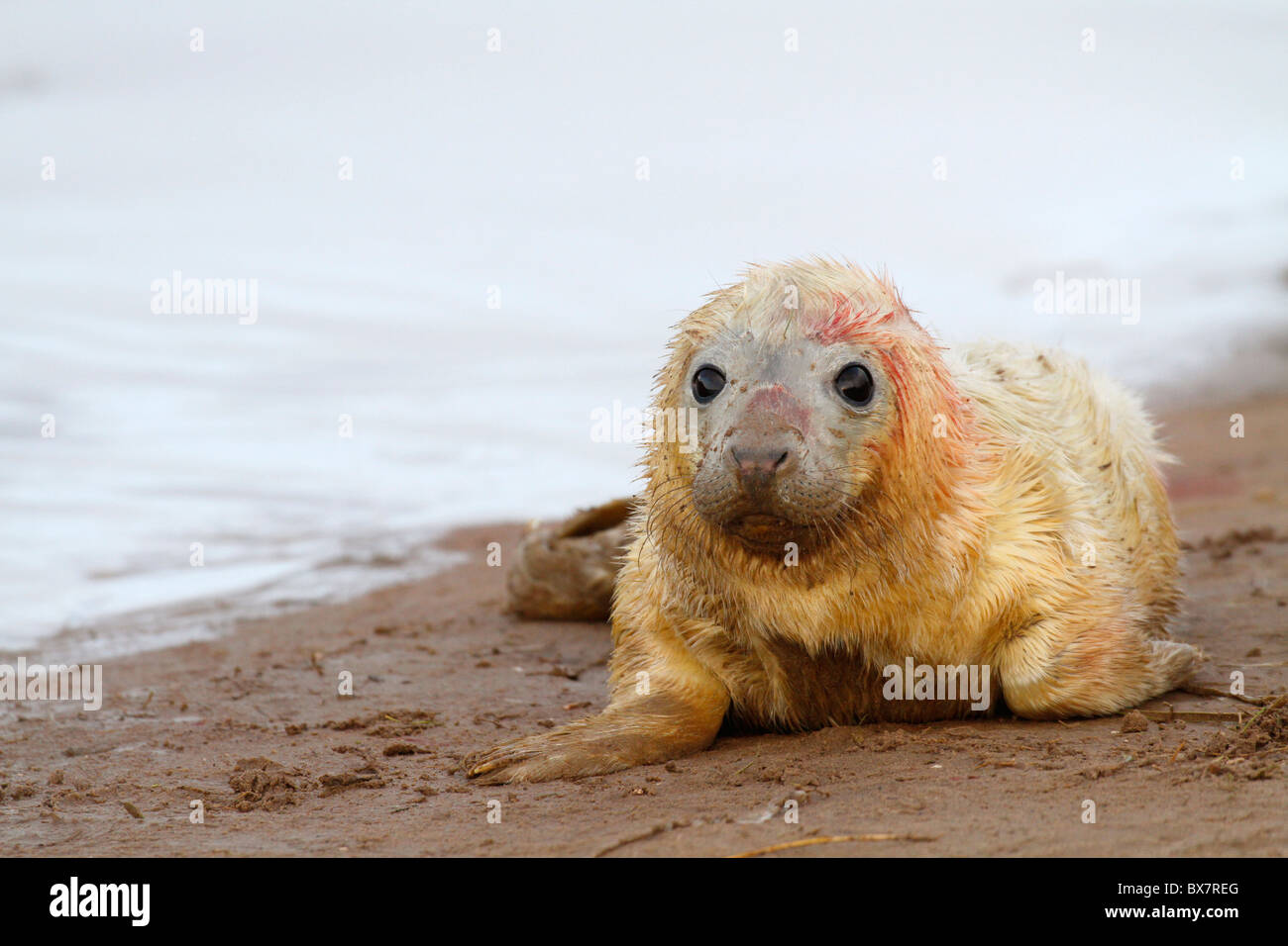 Newborn grey seal pup at Donna Nook, Lincolnshire, England Stock Photo
