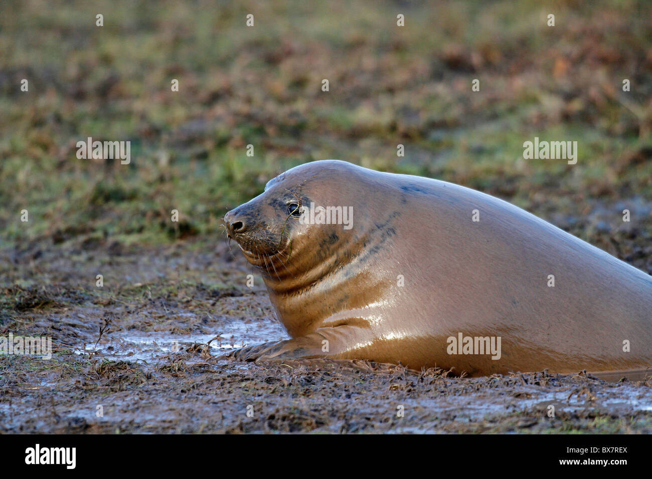 Grey seal covered in mud at Donna Nook, Lincolnshire, England Stock
