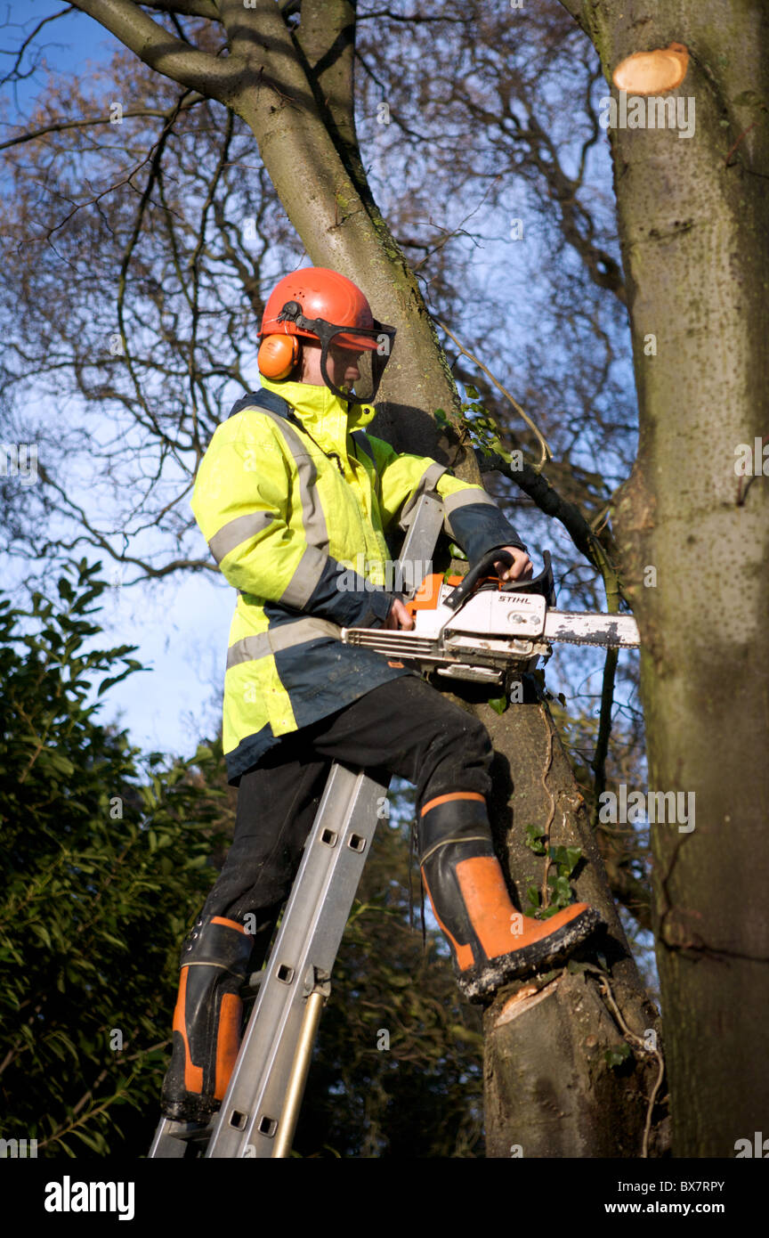 Tree surgeon at work Stock Photo