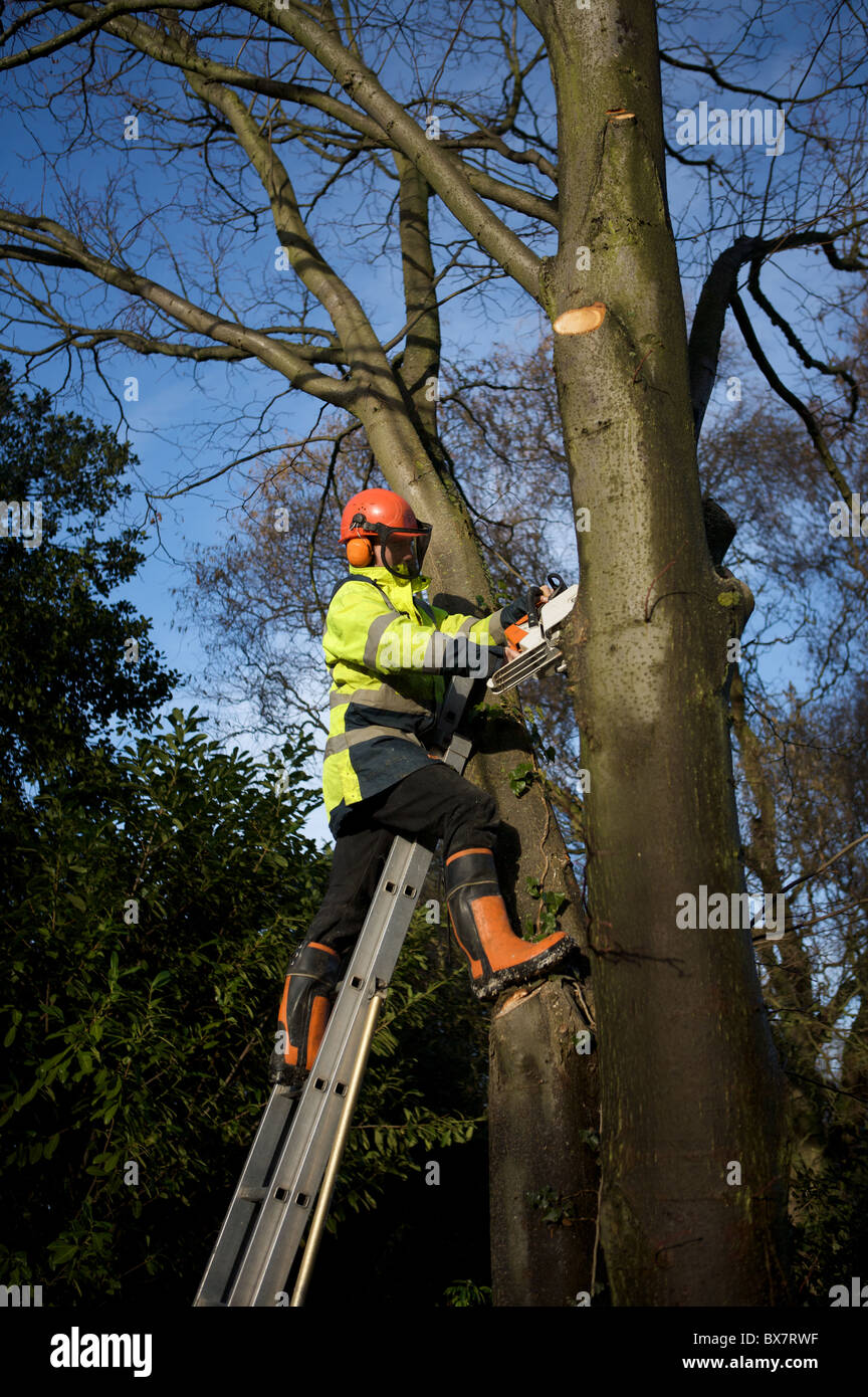 Tree surgeon at work Stock Photo Alamy
