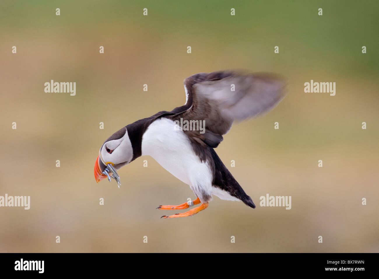 Puffin flying with fish in its beak Stock Photo