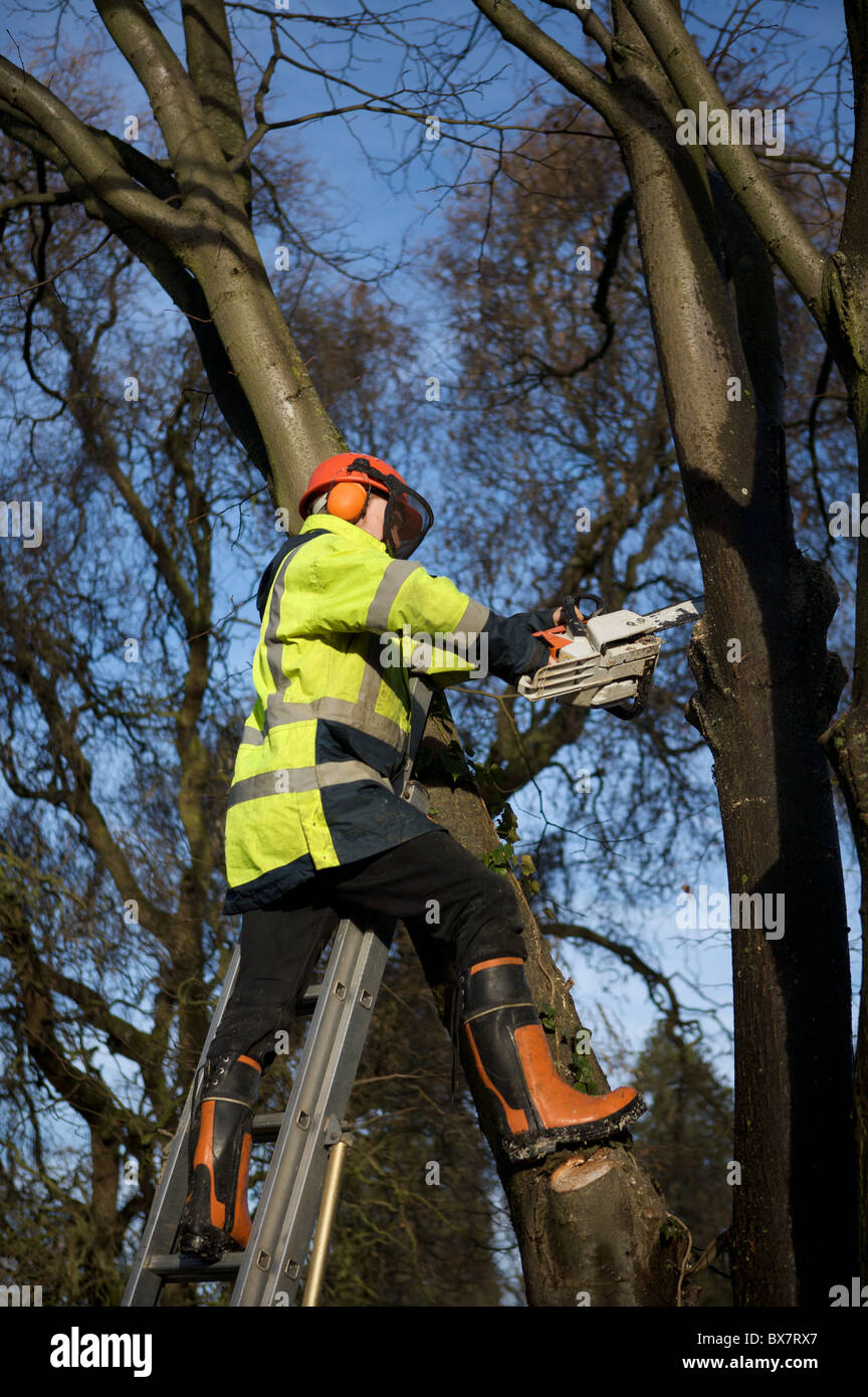 Tree surgeon at work Stock Photo