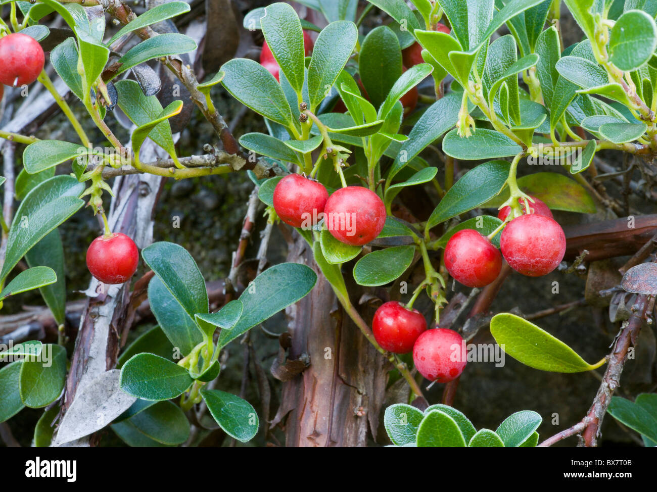 Bearberry form, in fruit (Arctostaphylos uva-ursi 'Point St George') Stock Photo