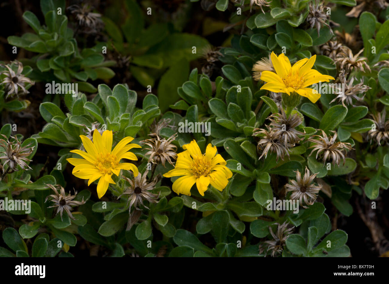 Bolander's Golden-Aster Heterotheca sessiliflora ssp. bolanderi. California Stock Photo