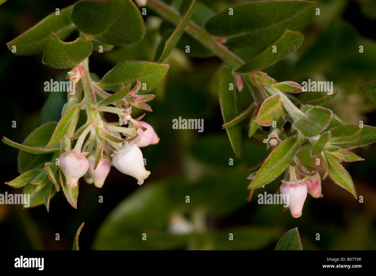 Arroyo Cruz Manzanita, Arctostaphylos cruzensis. Rare and endangered shrub, south California. Stock Photo