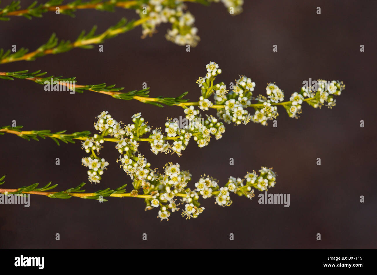 Chamise (Adenostoma fasciculatum) in flower; California. Stock Photo