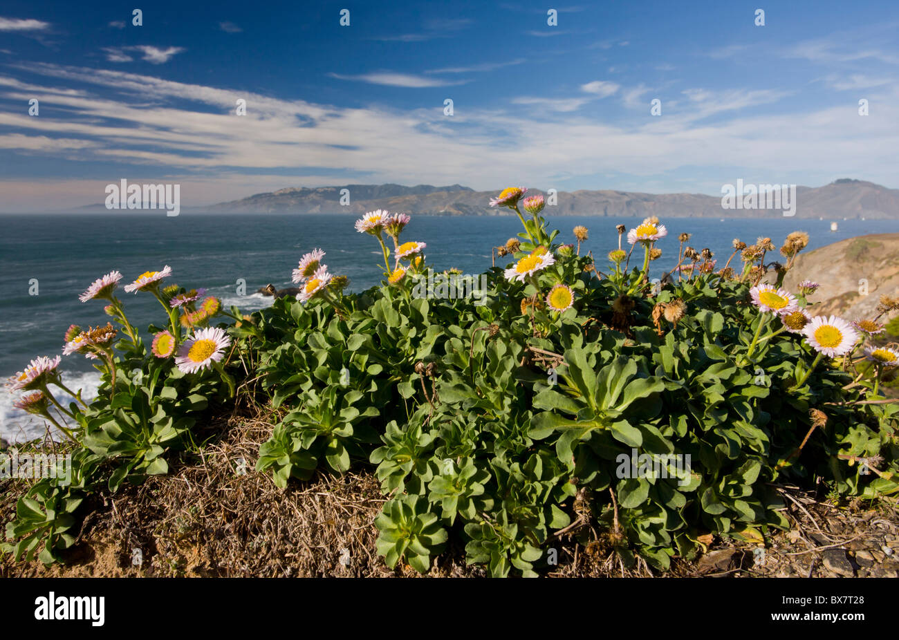 Seaside fleabane, Beach aster, or Seaside daisy Erigeron glaucus in native habitat on cliffs, San Francisco Bay, California. Stock Photo