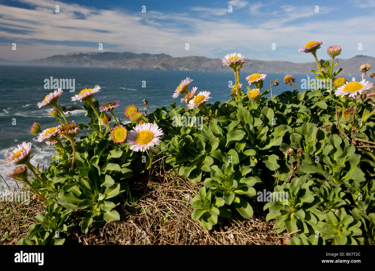 Seaside fleabane, Beach aster, or Seaside daisy Erigeron glaucus in native habitat on cliffs, San Francisco Bay, California. Stock Photo