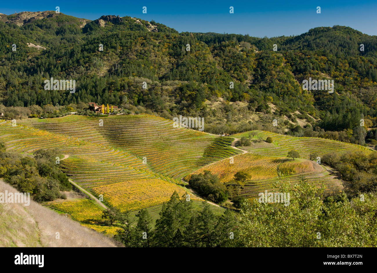 Autumn colour in the Napa Valley vineyards, above Calistoga in the Pallisade Mountains; California. Stock Photo
