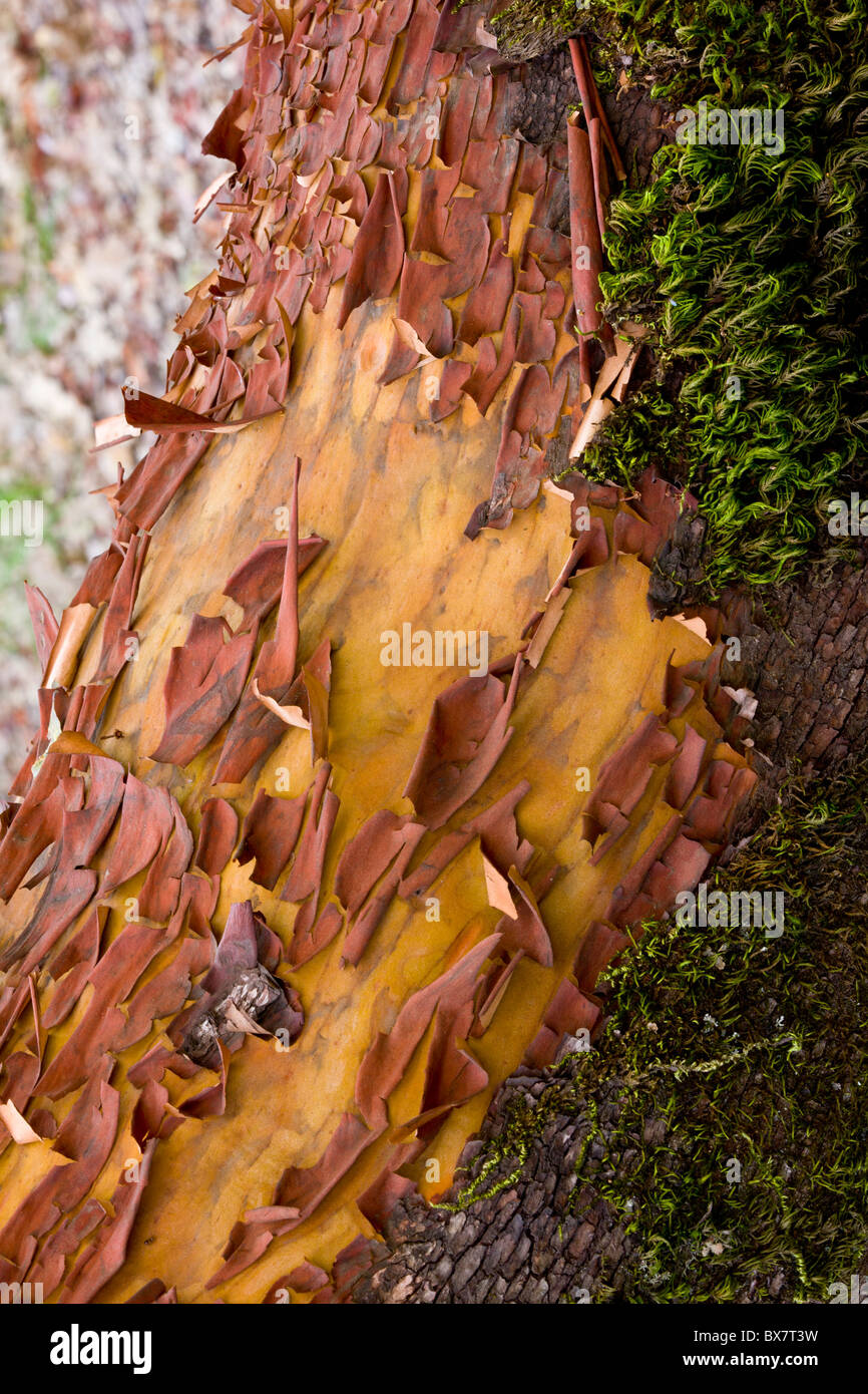 Pacific Madrone, Arbutus menziesii, - bark and trunk; California. Stock Photo
