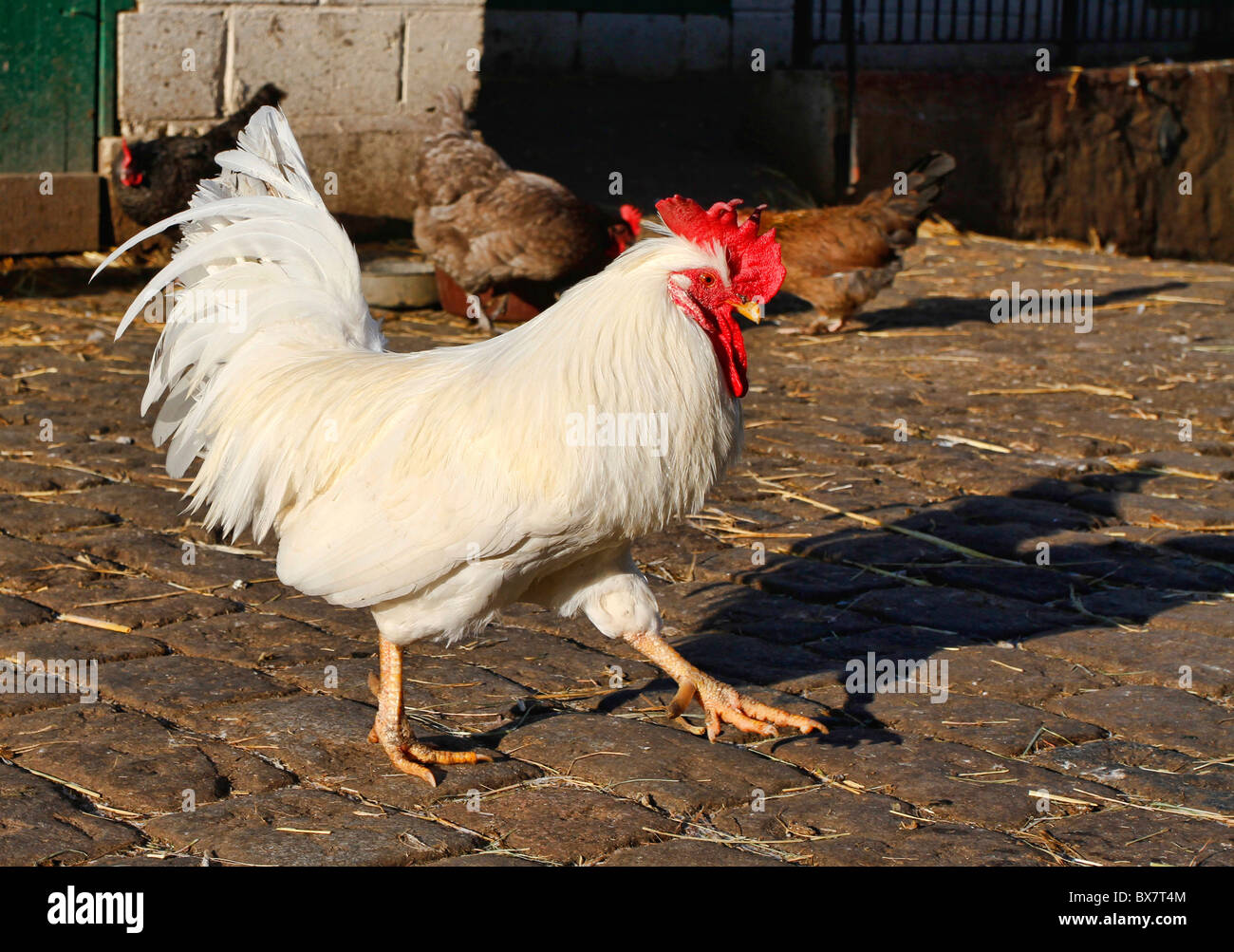 Cockerel on a farm Stock Photo