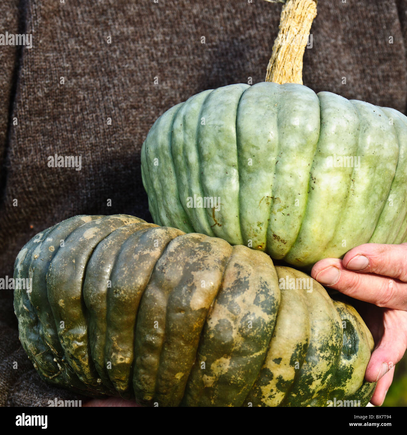 Pumpkins in the vegetable garden Stock Photo - Alamy