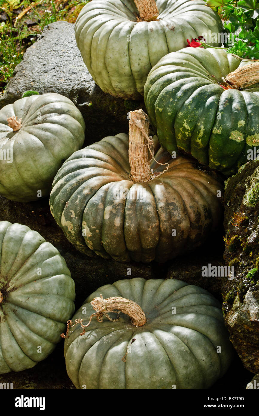 Pumpkins in the vegetable garden Stock Photo - Alamy