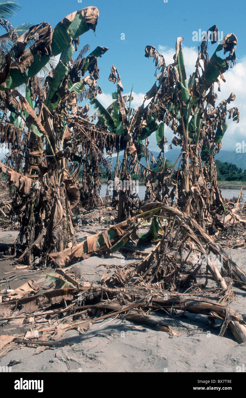 HONDURAS TREES DAMAGED BY HURRICANE 'MITCH' Stock Photo: 33364170 - Alamy
