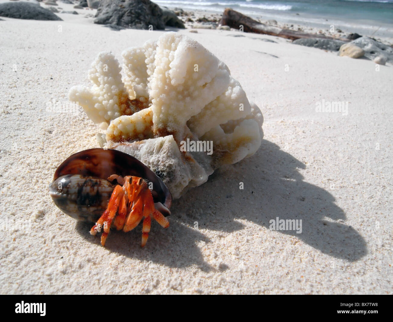 Hermit crab (Coenobita sp.) in transitional stage juvenile cowry shell, West island, Cocos Keeling, Indian Ocean Stock Photo