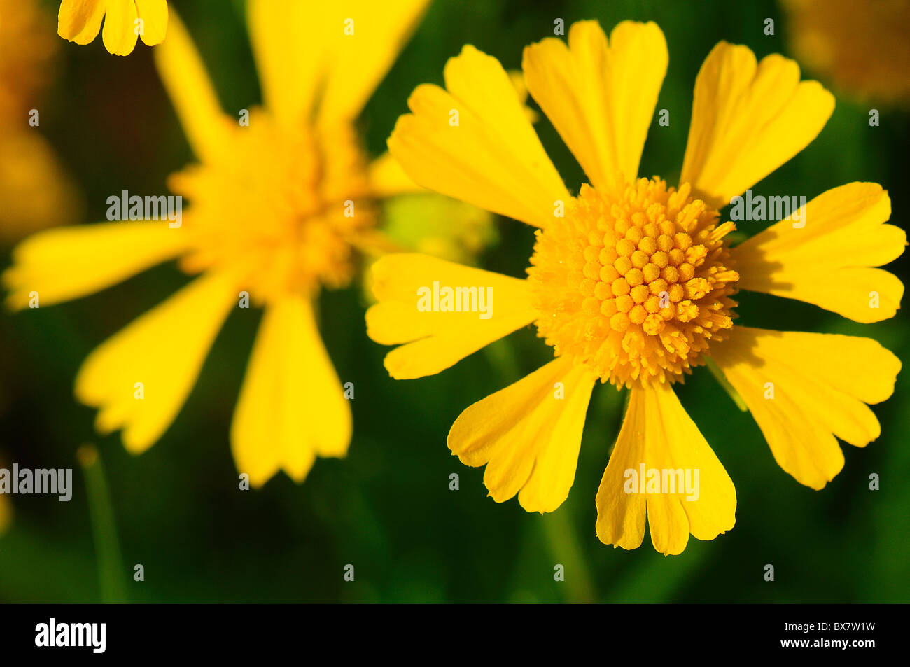 Bitter weed Stock Photo Alamy