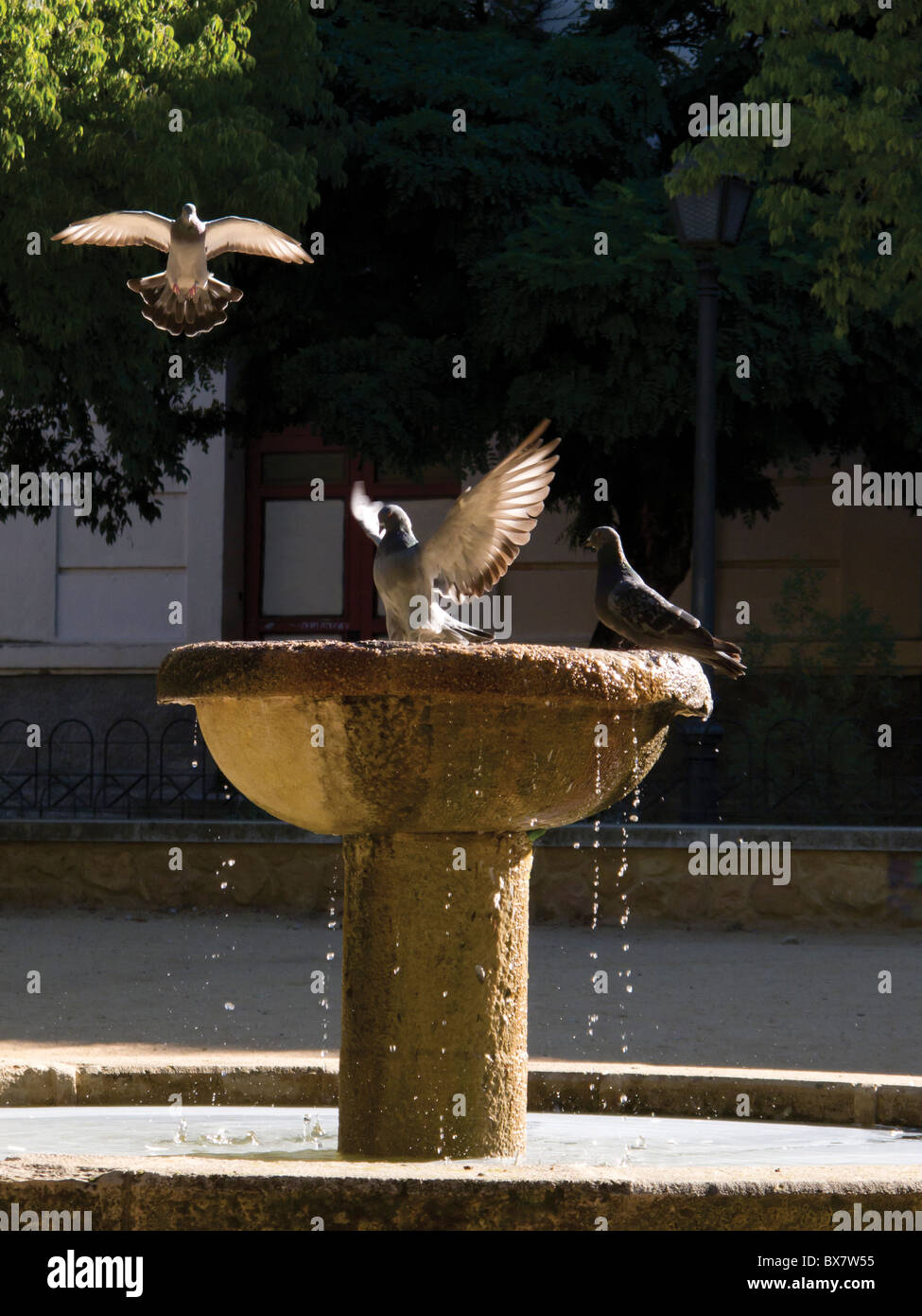 Pigeons bath time Stock Photo Alamy