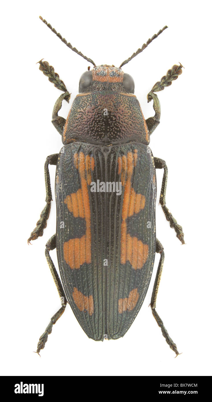 Buprestis novemmaculata (Painted Jewel Beetle; flat headed woodborer) isolated on a white background. Stock Photo