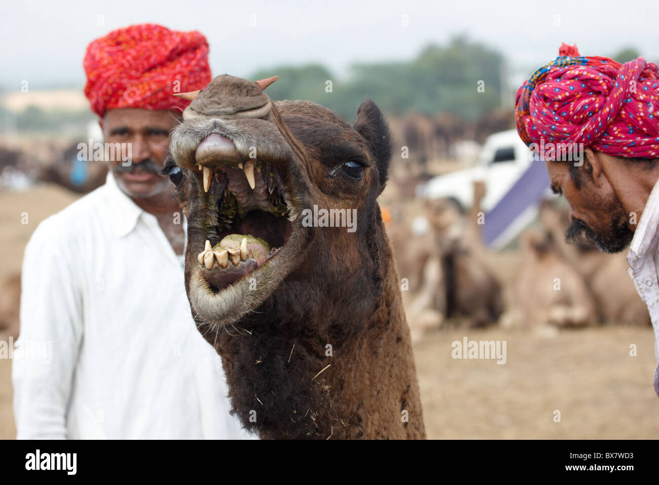Camel mouth closeup whilst braying Stock Photo