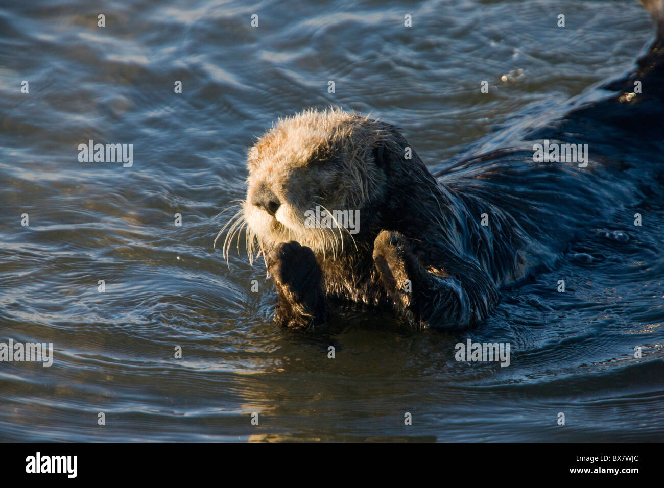 sea otter Enhydra lutris, southern California. Stock Photo