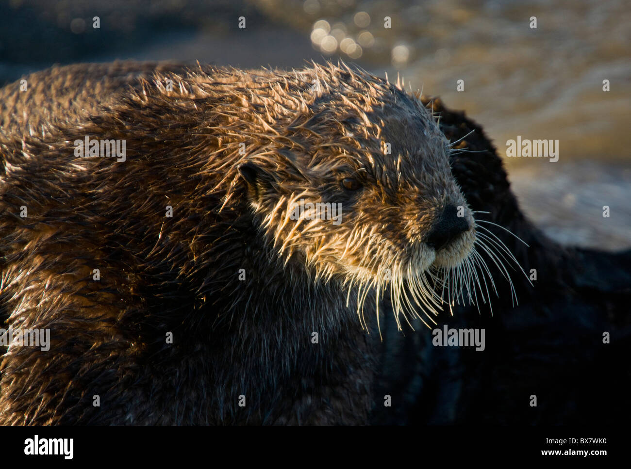 sea otter Enhydra lutris, southern California. Stock Photo