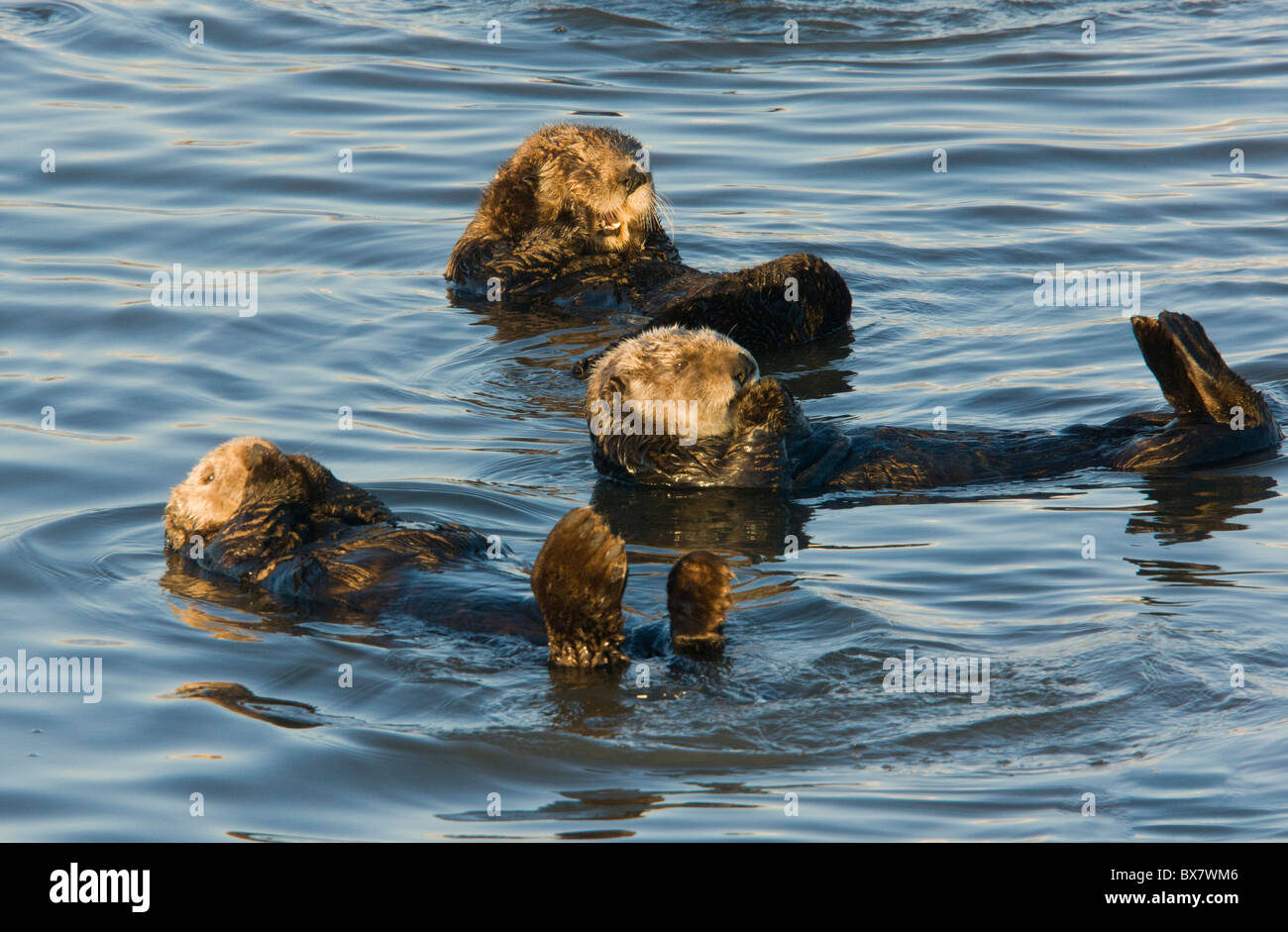 Sea otters Enhydra lutris, relaxing floating on their back in the sea; southern California. Stock Photo