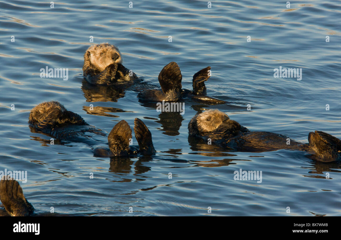 Sea otters Enhydra lutris, relaxing floating on their back in the sea; southern California. Stock Photo
