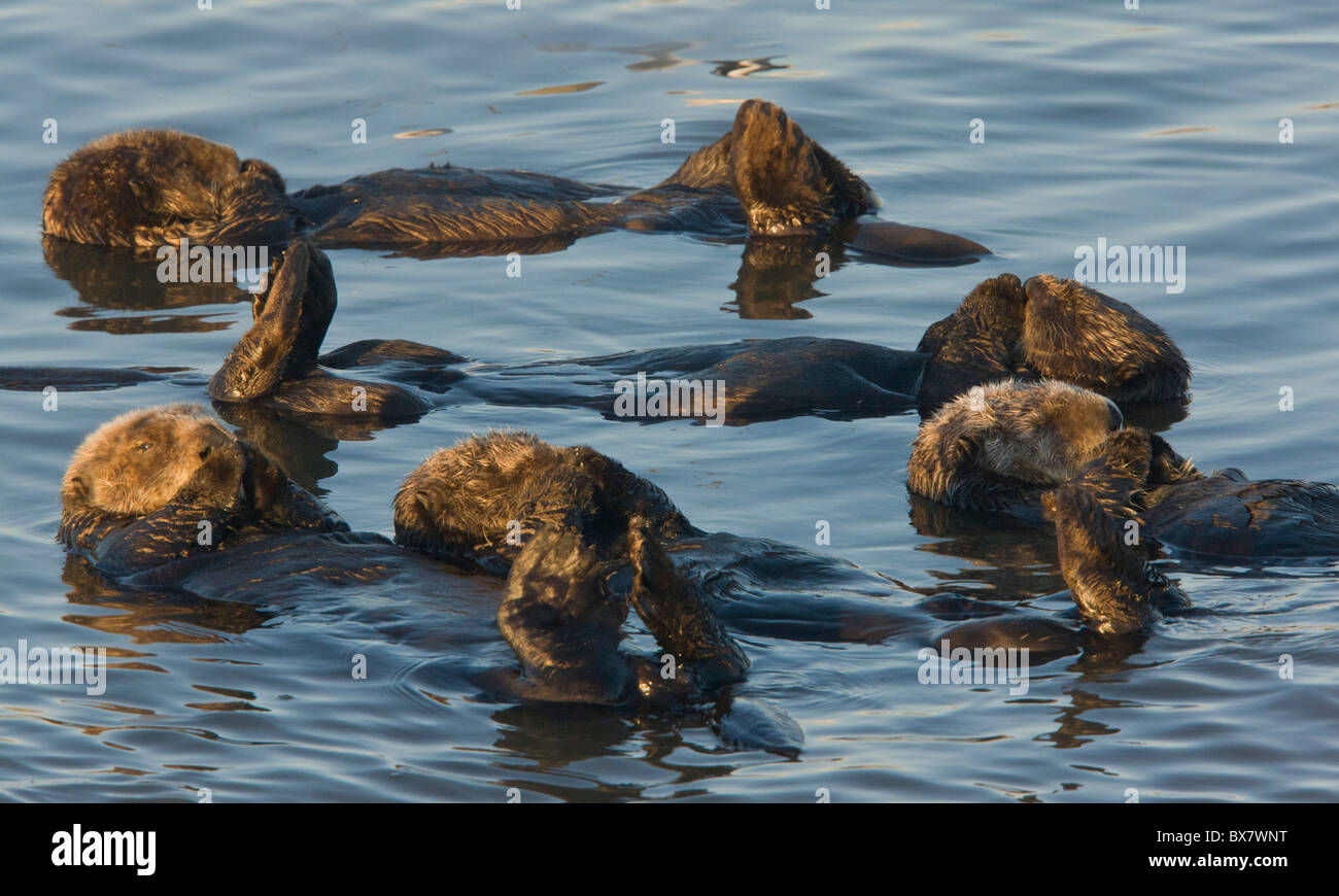Group of sea otters Enhydra lutris, relaxing floating in the sea, southern California. Stock Photo