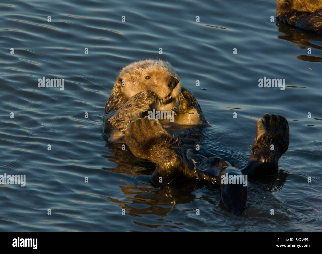 Sea otter Enhydra lutris, relaxing floating on its back in the sea; southern California. Stock Photo