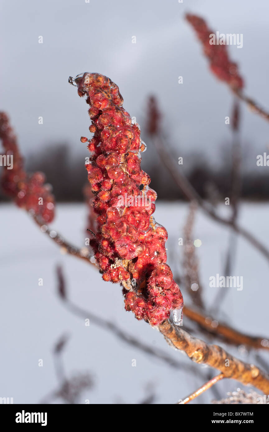 Staghorn sumac coated in ice during an ice storm in Ontario winter. Stock Photo