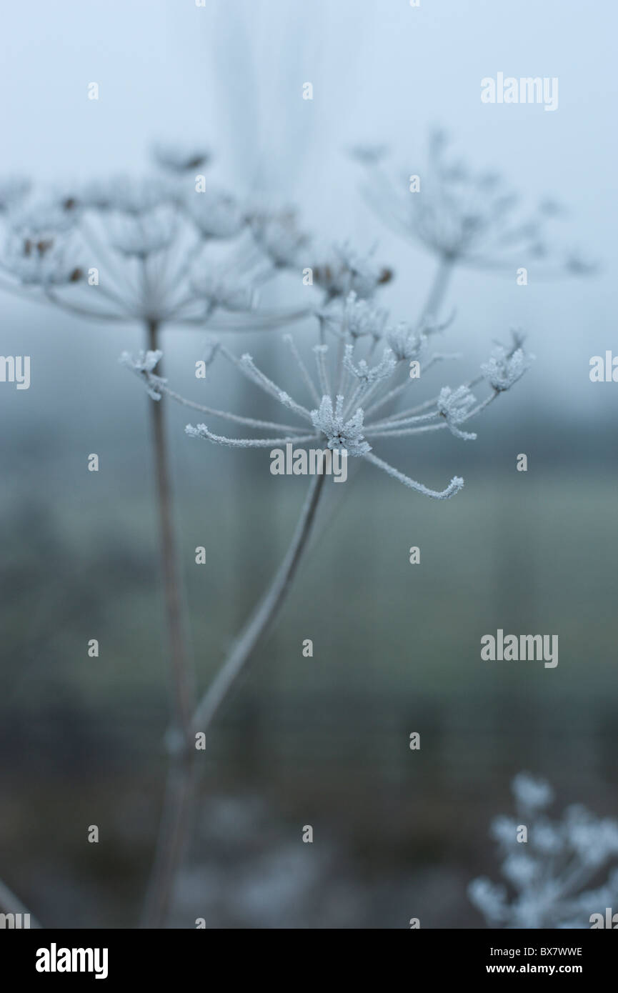 Cow parsley coated in a beautiful freezing mist in the foggy Oxfordshire winter landscape. Stock Photo
