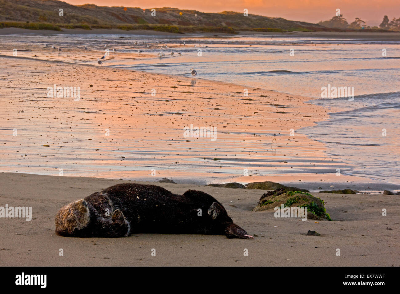 Sea otter Enhydra lutris, hauled up onto sandy beach to sleep, southern California. Stock Photo
