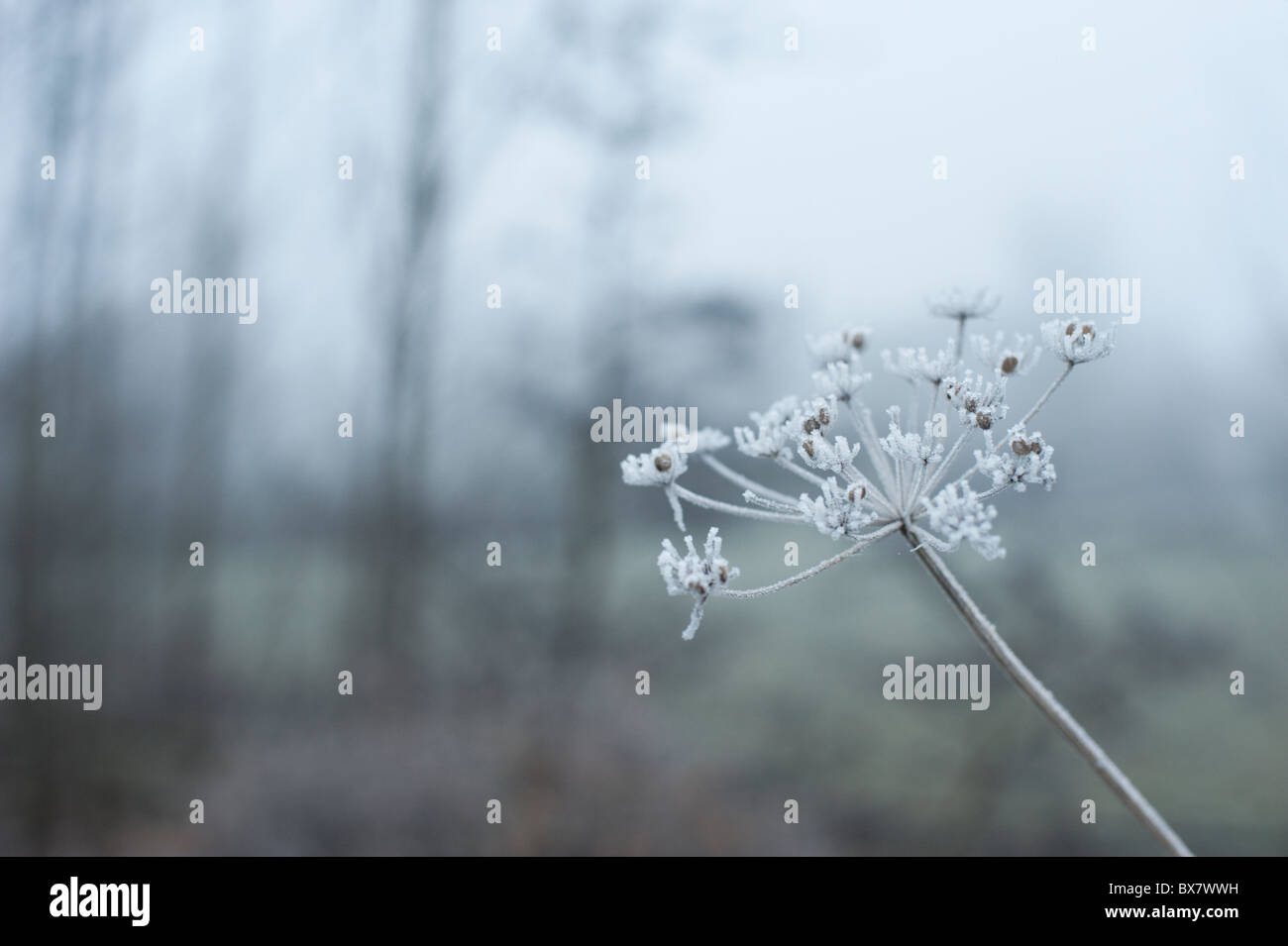Cow parsley coated in a beautiful freezing mist in the foggy Oxfordshire winter landscape. Stock Photo