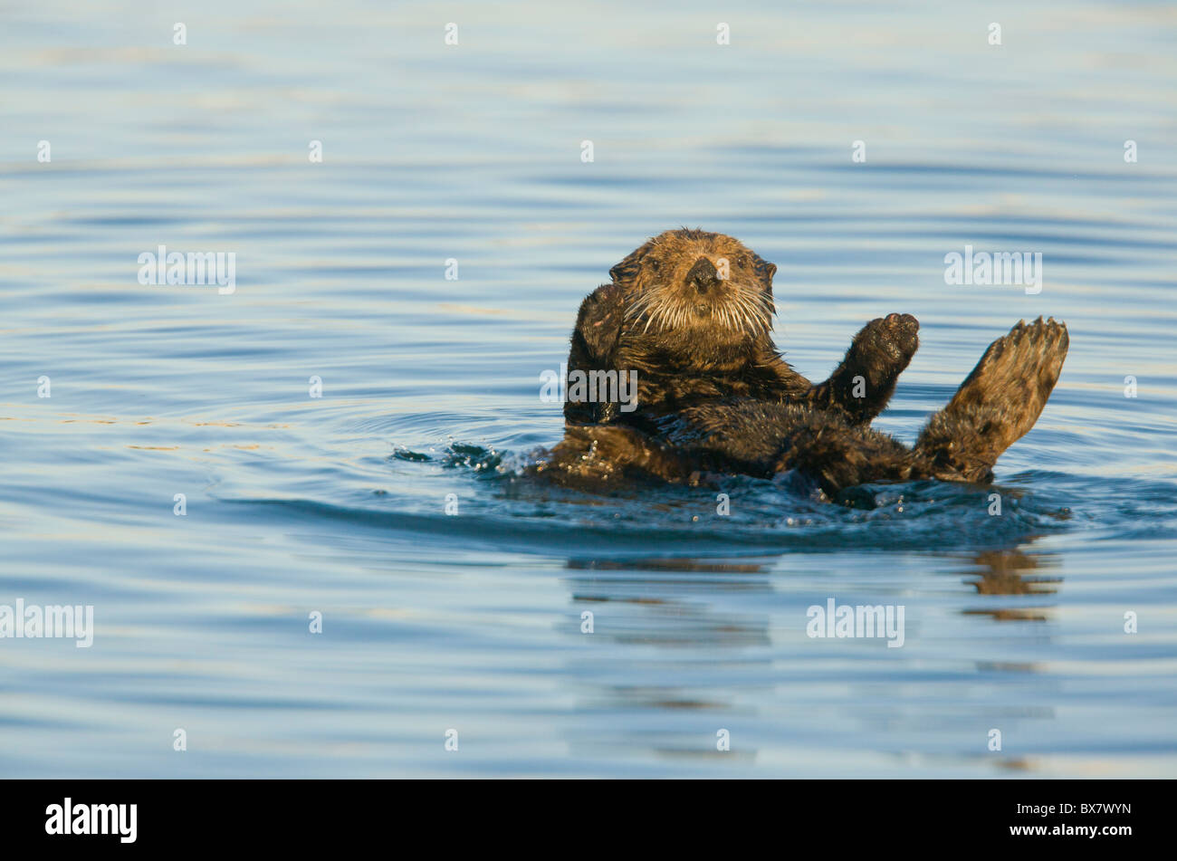 Sea otter Enhydra lutris, relaxing floating on its back in the sea